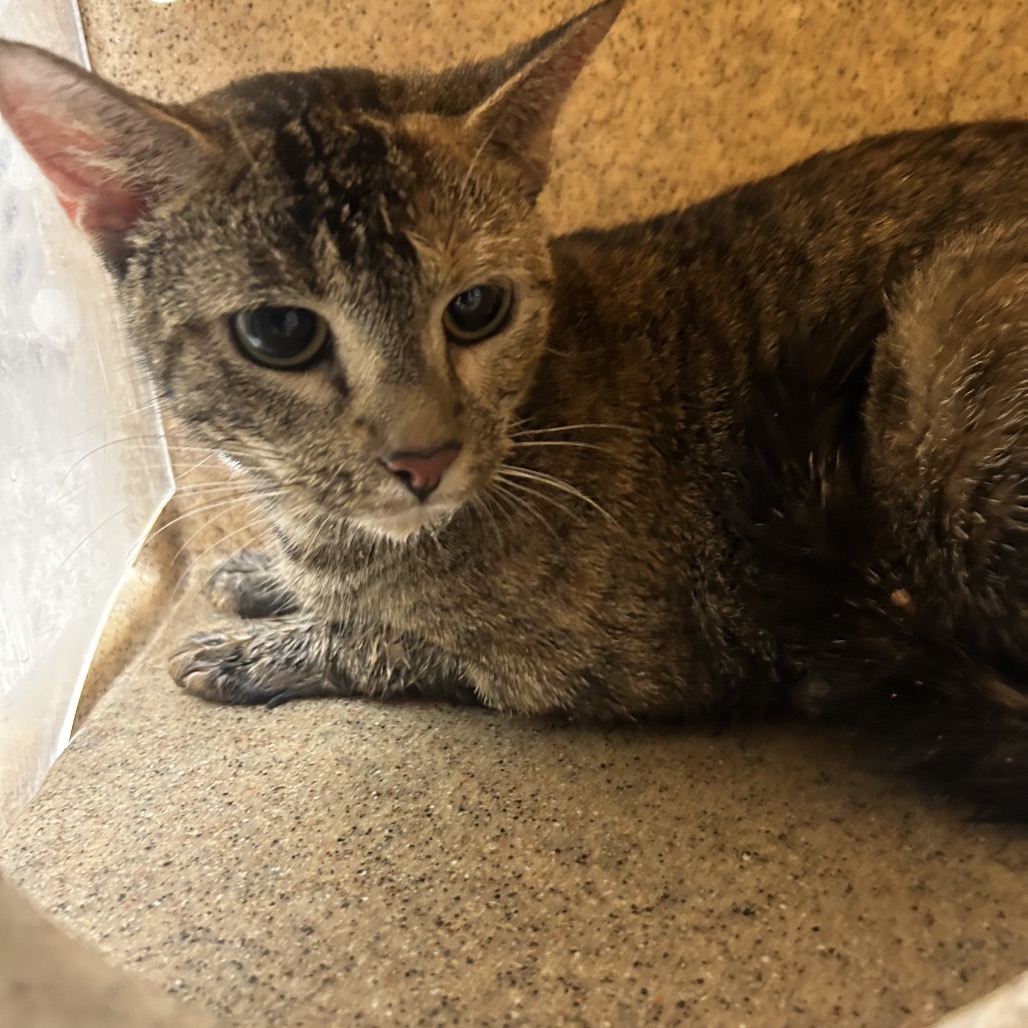 Shelter Stray Female Cat last seen , Animal Care & Control Team of Philly, 111 W Hunting Park Ave, Philadelphia, PA 19140, USA