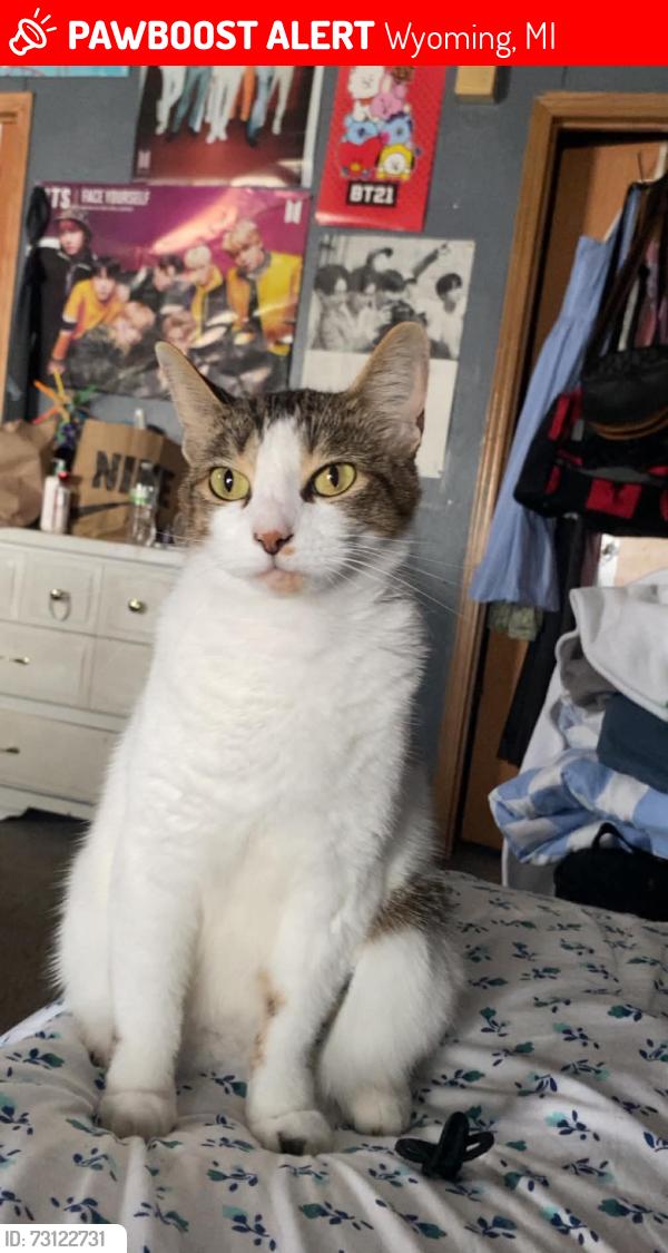 Lost Female Cat last seen 54th st, Wyoming, MI 49509