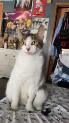Lost Female Cat last seen 54th st, Wyoming, MI 49509