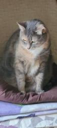 Reunited Female Cat last seen Meridian Rd NE, Olympia, WA 98516