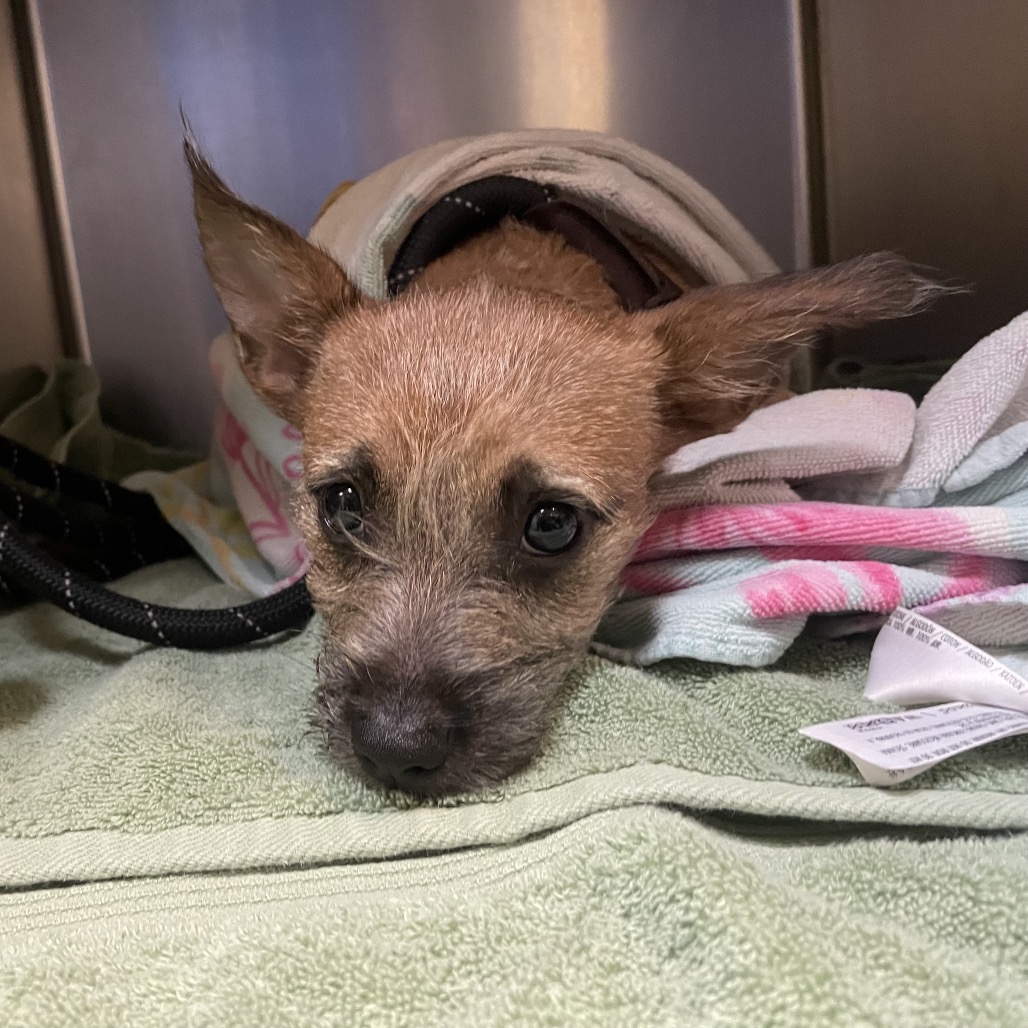 Shelter Stray Female Dog last seen , 361 S Raymond Ave, Pasadena, CA 91105, USA