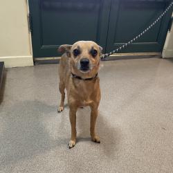 Shelter Stray Male Dog last seen , 361 S Raymond Ave, Pasadena, CA 91105, USA