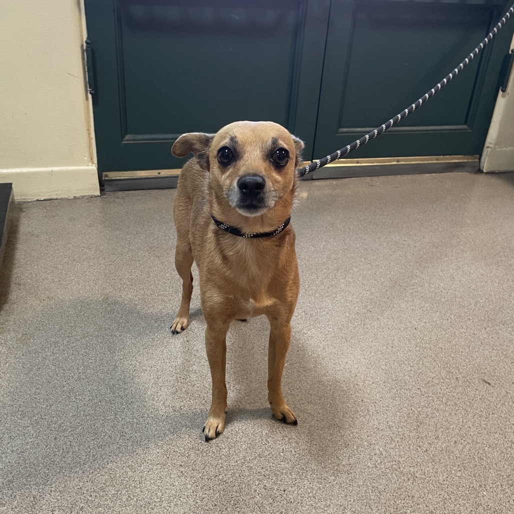 Shelter Stray Male Dog last seen , 361 S Raymond Ave, Pasadena, CA 91105, USA