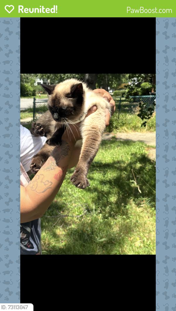 Reunited Female Cat last seen West blvd, Cleveland, OH 44102