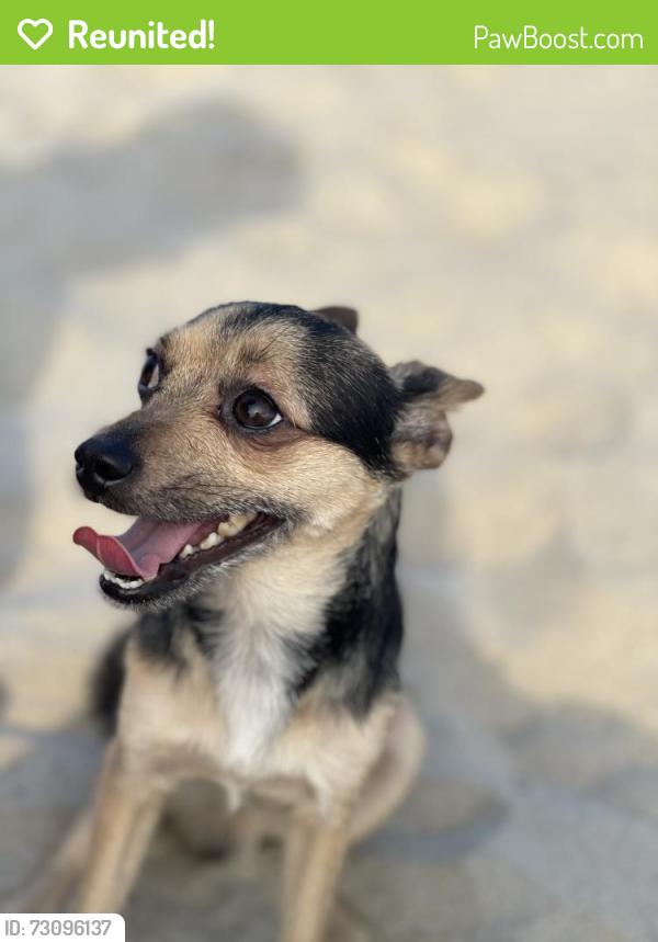 Reunited Male Dog last seen El Cidro and Cotton Lane, Goodyear, AZ 85338