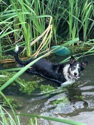 Reunited Female Dog last seen Colfax and Laredo, Aurora, CO 80011