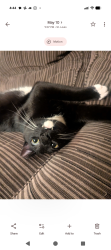 Reunited Male Cat last seen Arsenal and Leola, St. Louis, MO 63139