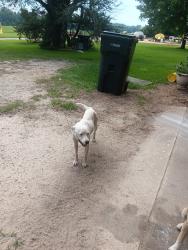 Found/Stray Unknown Dog last seen Hwy 99 century, Fl 32535, Escambia County, FL 32535