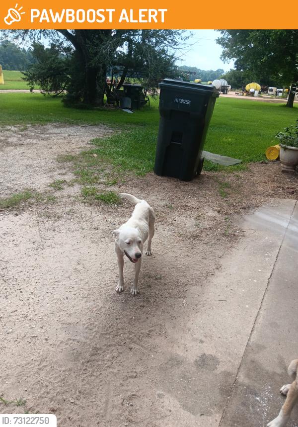 Found/Stray Unknown Dog last seen Hwy 99 century, Fl 32535, Escambia County, FL 32535
