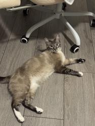 Reunited Male Cat last seen Scampi Ct & Fite Park, Elk Grove, CA 95758