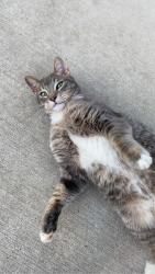 Lost Male Cat last seen 54th st, Wyoming, MI 49509