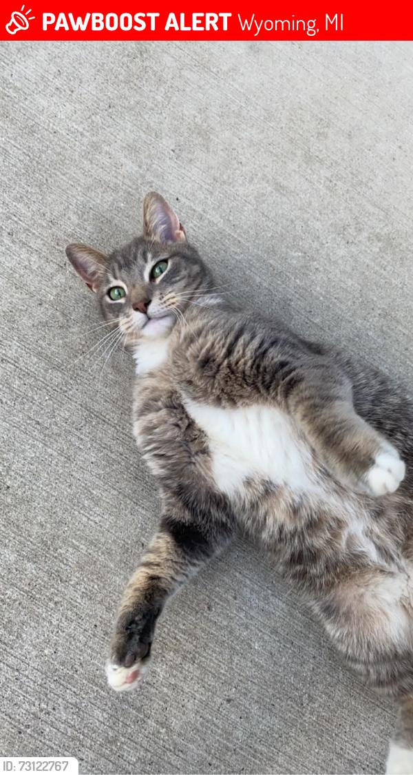 Lost Male Cat last seen 54th st, Wyoming, MI 49509