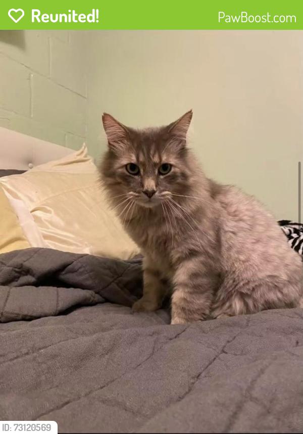 Reunited Male Cat last seen Near Ridge Rd, Brooklyn, OH 44144, USA, Brooklyn, OH 44144