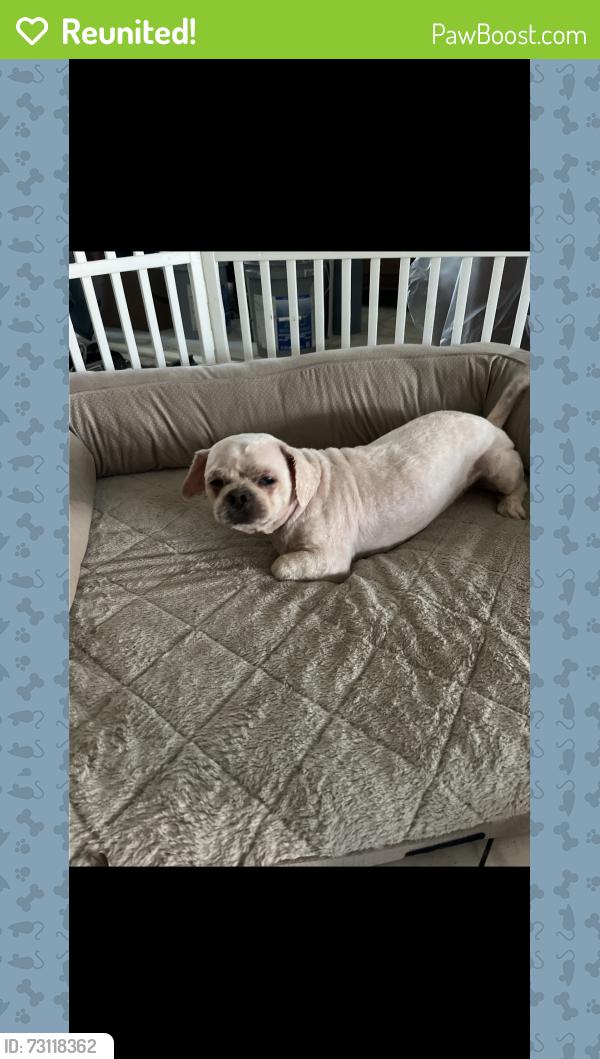 Reunited Male Dog last seen ashburton dr, Jersey Village, TX 77040