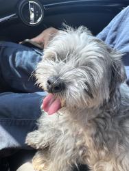 Reunited Female Dog last seen Northgate market, Lennox, CA 90304