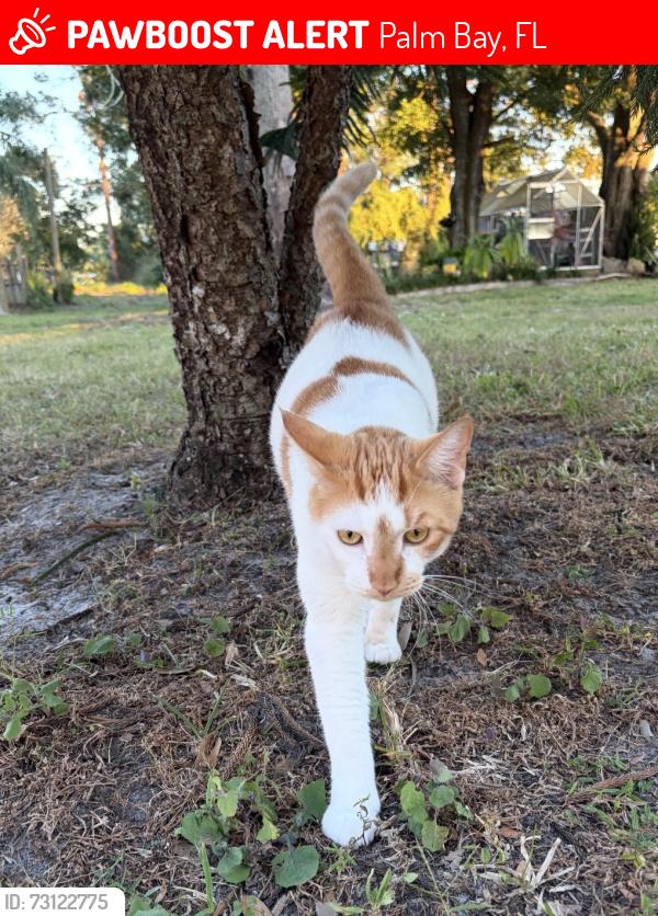Lost Male Cat last seen Near Olden Avenue, Palm Bay, FL 32907