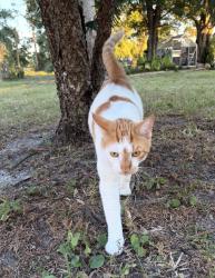 Lost Male Cat last seen Near Olden Avenue, Palm Bay, FL 32907