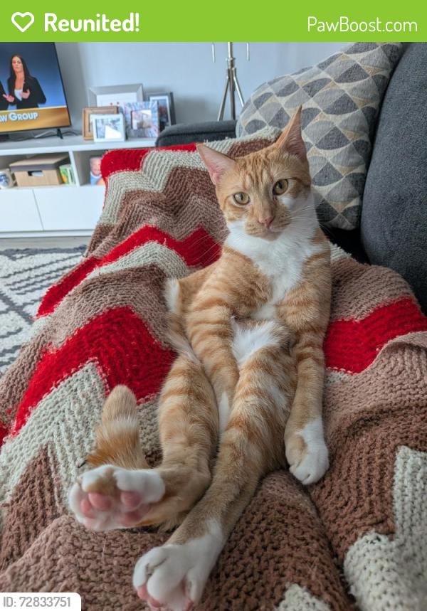 Reunited Male Cat last seen Euclid av, Miami Beach, FL 33139