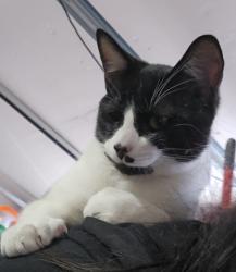 Lost Male Cat last seen KRISTION ST, Reno, NV 89503