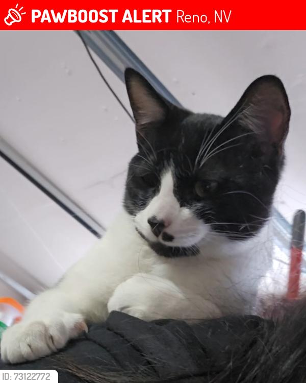 Lost Male Cat last seen KRISTION ST, Reno, NV 89503