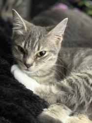 Lost Female Cat last seen Warner rd, Columbus, GA 31909