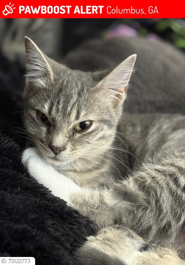 Lost Female Cat last seen Warner rd, Columbus, GA 31909