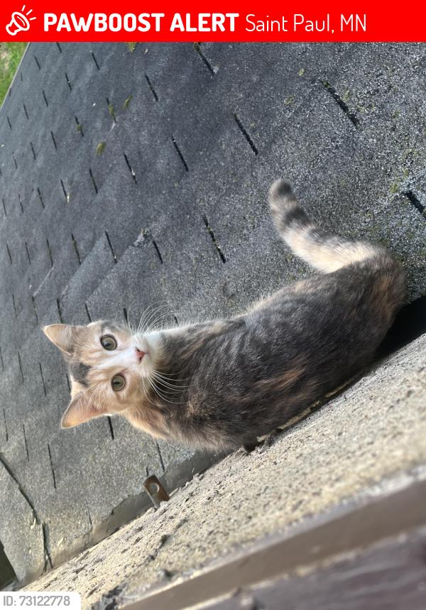 Lost Female Cat last seen Conway and cypress, Saint Paul, MN 55106