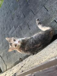 Lost Female Cat last seen Conway and cypress, Saint Paul, MN 55106