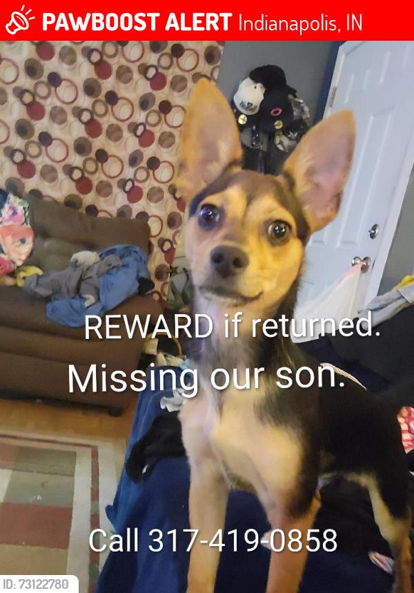 Lost Male Dog last seen 44th and Evanston, Indianapolis, IN 46205