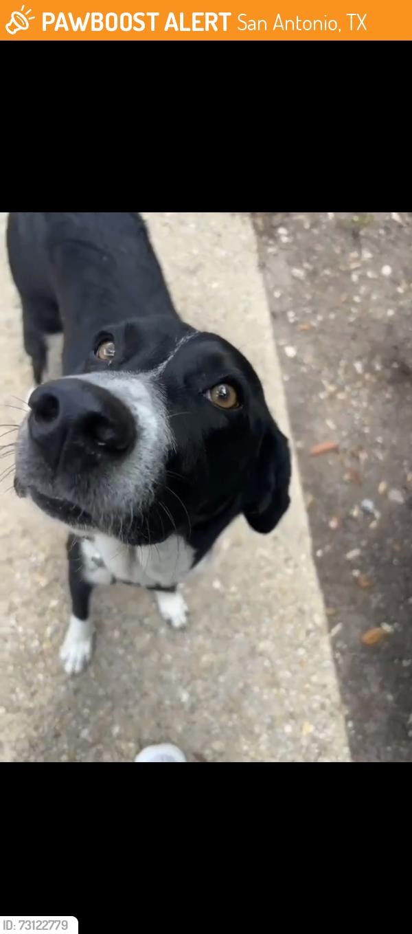 Found/Stray Female Dog last seen Suite 211, San Antonio, TX 78217