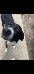 Found/Stray Female Dog last seen Suite 211, San Antonio, TX 78217