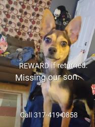 Lost Male Dog last seen 44th and Evanston, Indianapolis, IN 46205