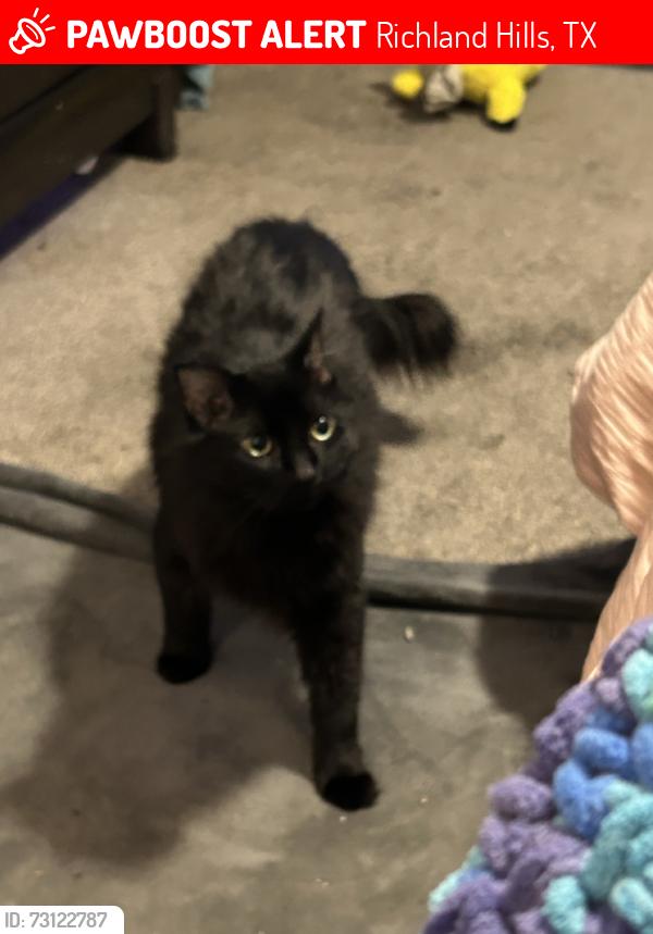Lost Male Cat last seen Near cagel dr, Richland Hills, TX 76118