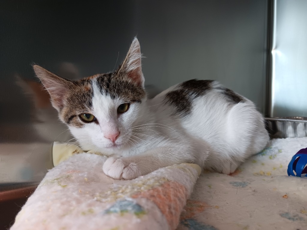 Shelter Stray Female Cat last seen Bexar County, 3353 Morningside Dr, New Braunfels, TX 78132, USA
