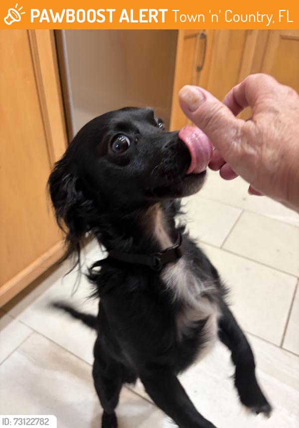 Found/Stray Male Dog last seen Oxford drive, Town 'n' Country, FL 33615
