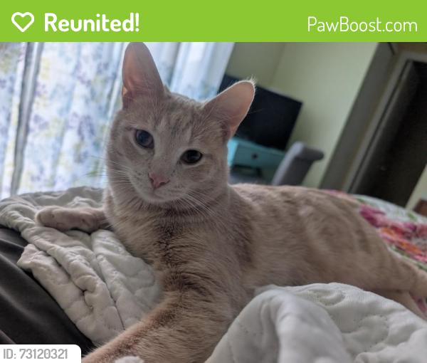 Reunited Male Cat last seen Pearl Road, Middleburg Heights, OH 44130