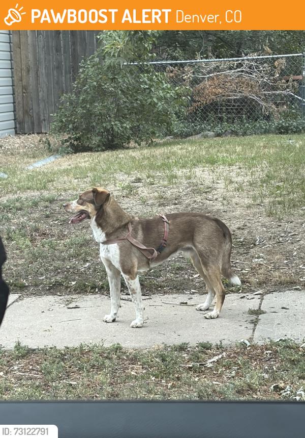 Found/Stray Unknown Dog last seen Regis blvd and grove st, Denver, CO 80221