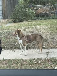 Found/Stray Unknown Dog last seen Regis blvd and grove st, Denver, CO 80221