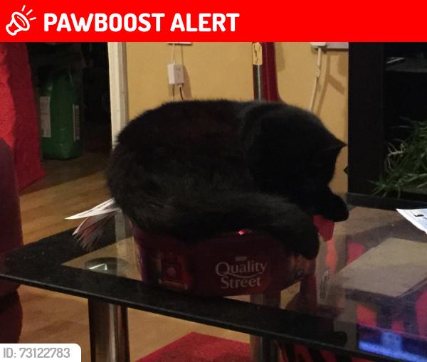 Deceased Female Cat last seen psco station top of street, Fishermead, England 