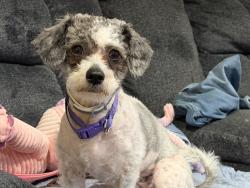 Reunited Female Dog last seen Dellwood, MO, USA, Dellwood, MO 63135