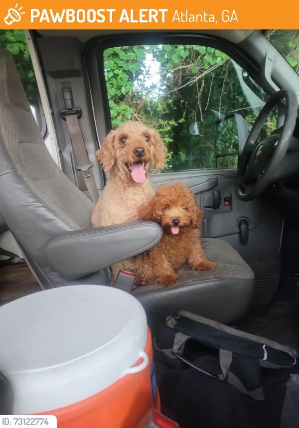 Found/Stray Female Dog last seen Buford Highway Farmers Market, Atlanta, GA 30340