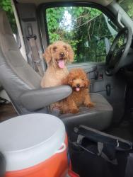 Found/Stray Female Dog last seen Buford Highway Farmers Market, Atlanta, GA 30340