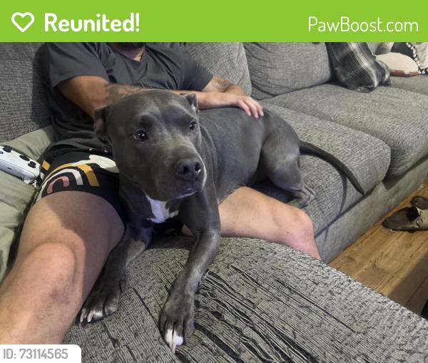 Reunited Female Dog last seen 47th and Josephine st denver, Denver, CO 80216