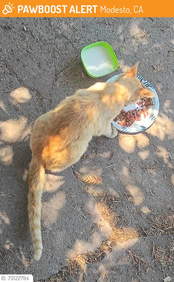 Found/Stray Male Cat last seen California avenue, Modesto, CA 95351