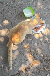 Found/Stray Male Cat last seen California avenue, Modesto, CA 95351