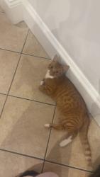 Reunited Male Cat last seen leigh road, Southend-on-Sea, England 
