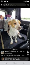 Lost Male Dog last seen Elmdale st. Castle st akron ohio, Akron, OH 44313