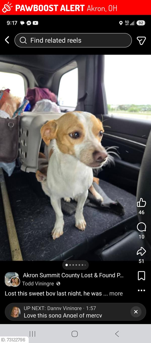 Lost Male Dog last seen Elmdale st. Castle st akron ohio, Akron, OH 44313