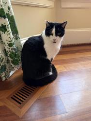 Lost Male Cat last seen climbing rose lane, Weddington, NC 28104