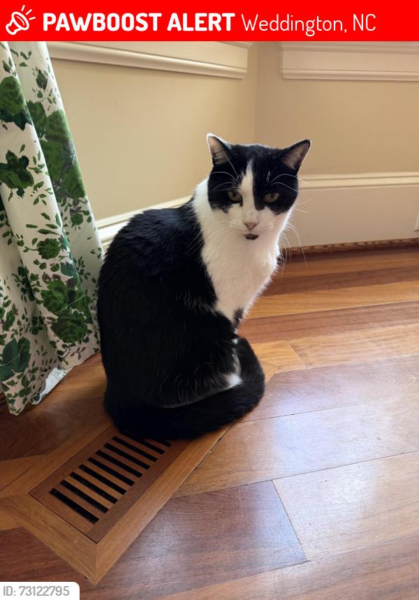 Lost Male Cat last seen climbing rose lane, Weddington, NC 28104